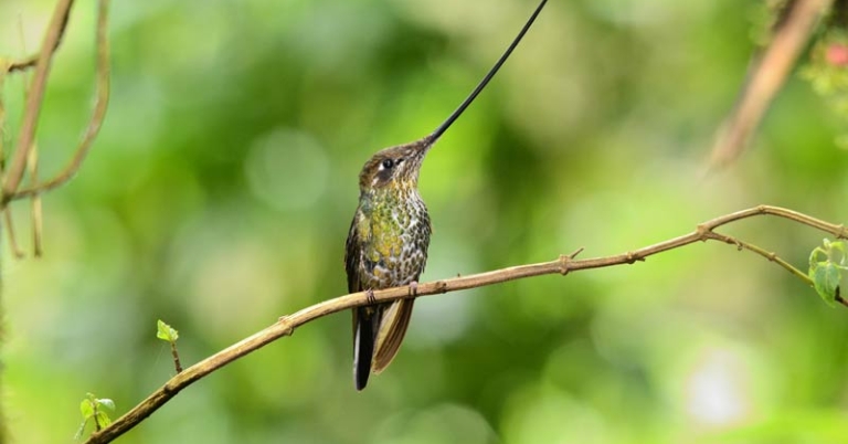 Sword-billed Hummingbird