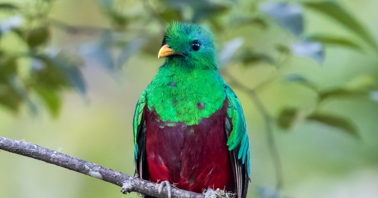Resplendent Quetzal