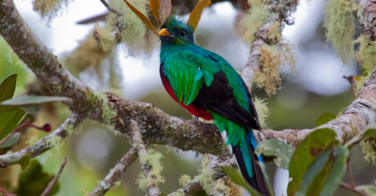 Resplendent Quetzal