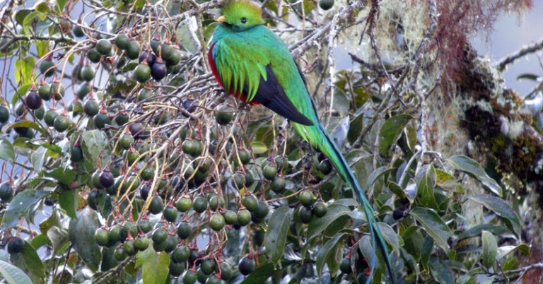 Resplendent Quetzal