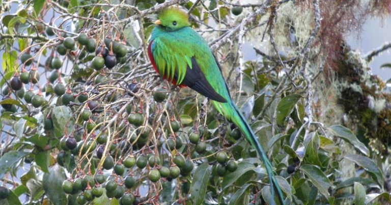 Resplendent Quetzal