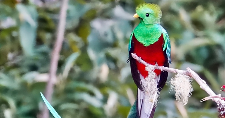 Resplendent Quetzal