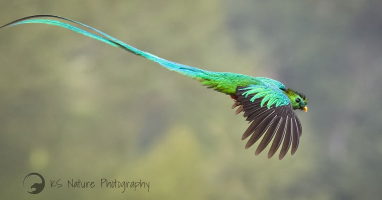 Resplendent Quetzal