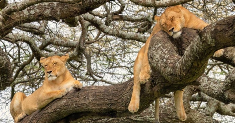 Resting lionesses