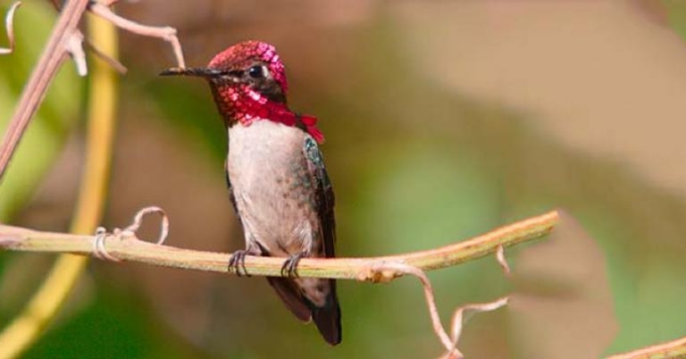 Bee Hummingbird (Mellisuga helenae)