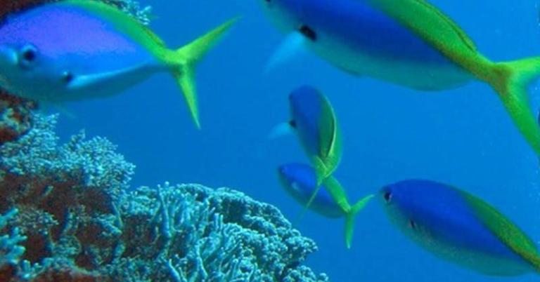 Diving at the Great Barrier Reef