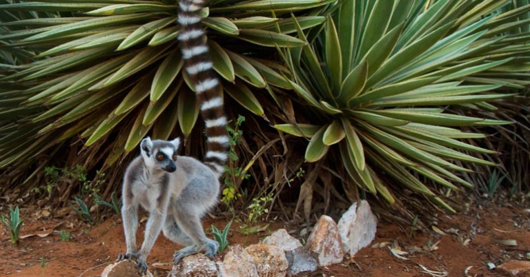 Ring-tailed lemur