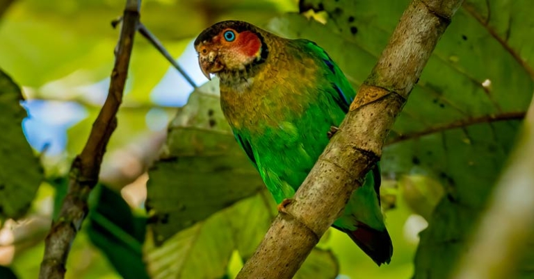 Rose-faced Parrot