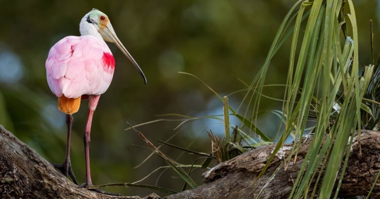 Roseate Spoonbill