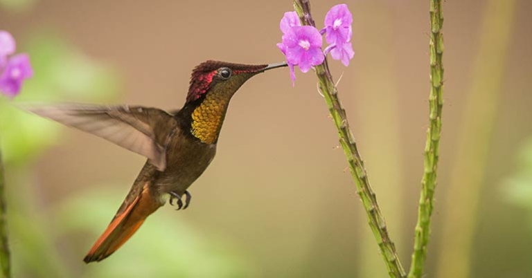 Ruby-topaz Hummingbird