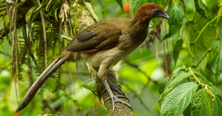Rufous-headed Chachalaca at Buenaventura Reserve