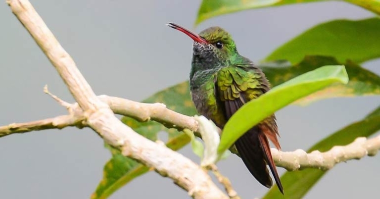 Rufous-tailed Hummingbird