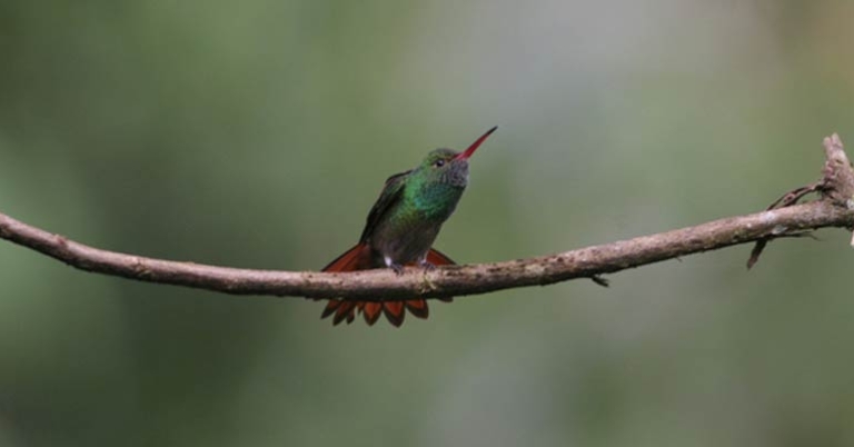 Rufous-tailed Hummingbird