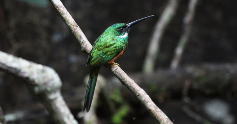 Rufous-tailed Jacamar