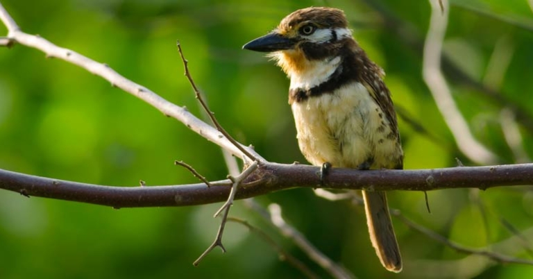 Russet-throated Puffbird