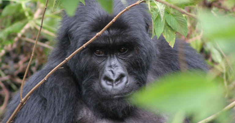 Wild Mountain Gorilla