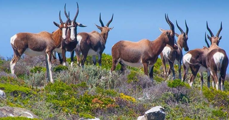 Bontebok, South Africa