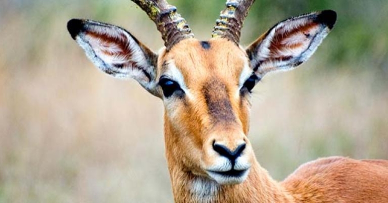 Impala