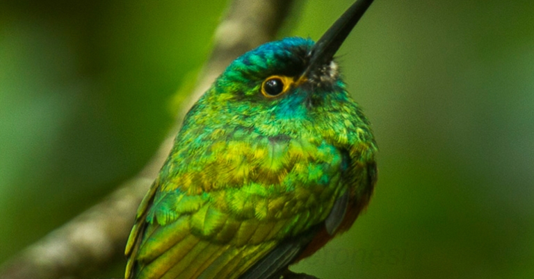 Coppery-chested Jacamar