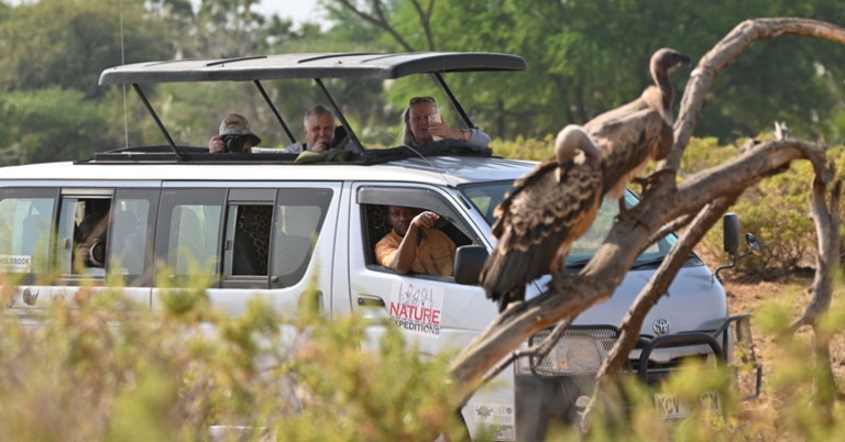 Photographing vultures