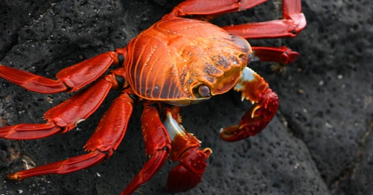 Sally Lightfoot crab
