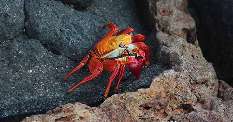 Sally Lightfoot crab