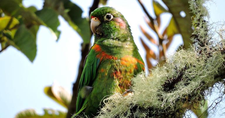 Santa Marta Parakeet
