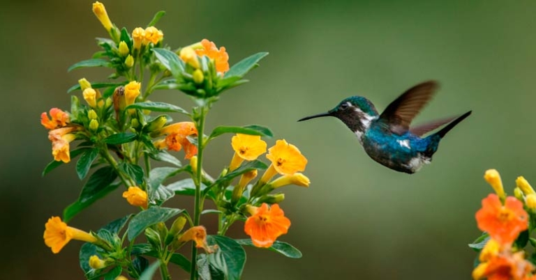 Santa Marta Woodstar