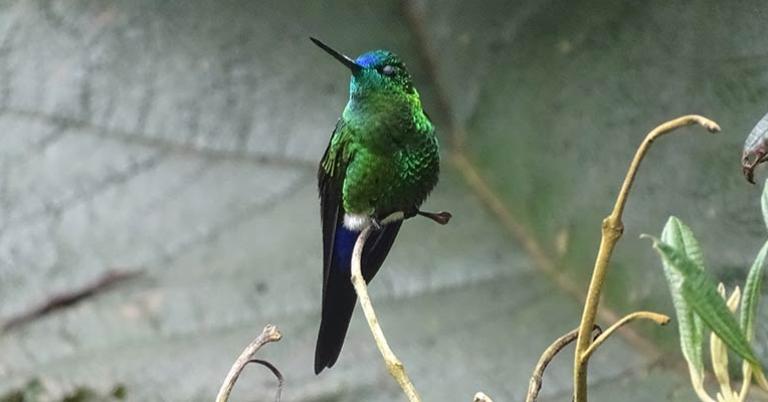 Sapphire-vented Puffleg at Yanacocha Reserve