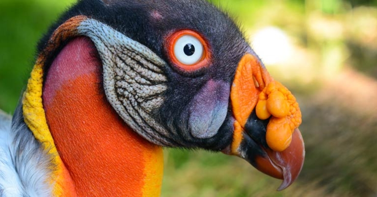 King Vulture (Sarcoramphus papa)
