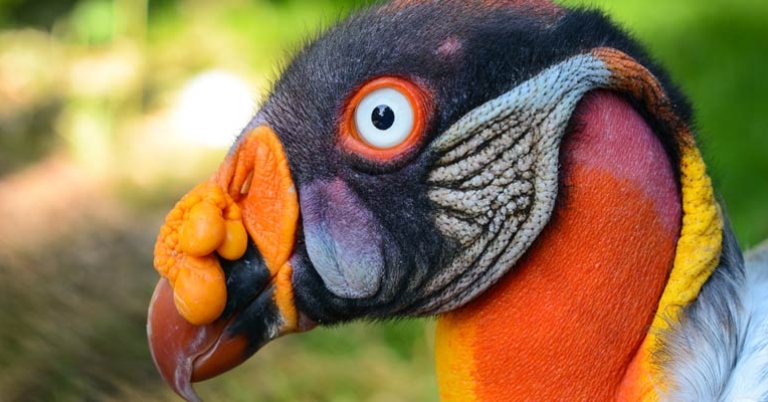 King Vulture