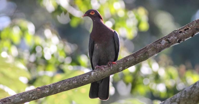 Scaly-naped Pigeon (Patagioenas squamosa)