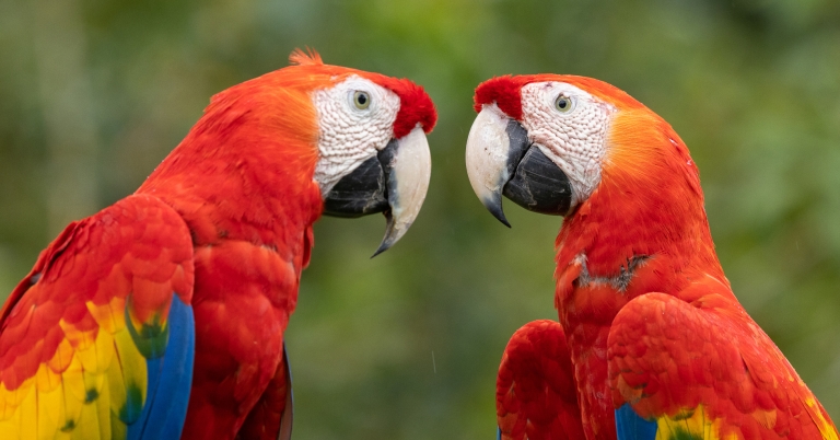 Scarlet Macaws