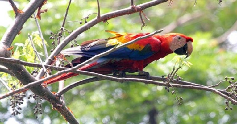 A Scarlet Macaw (Ara macao) at Carara National Park