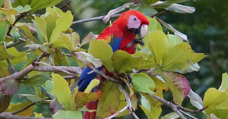 Scarlet Macaw