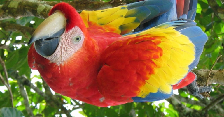 Scarlet Macaw