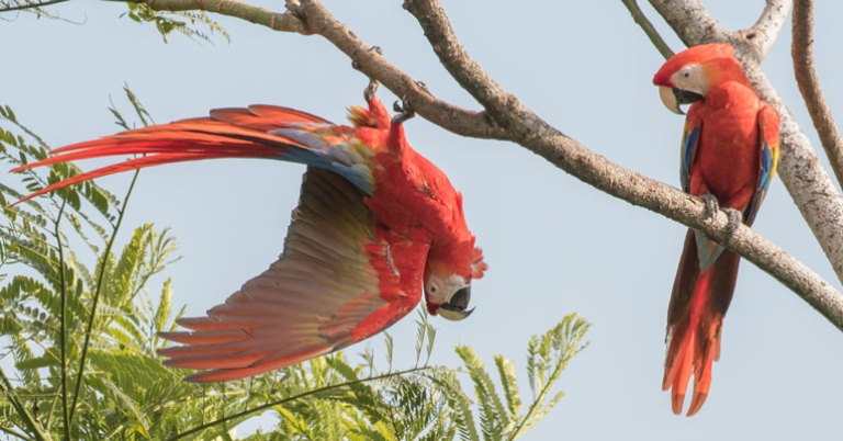 Scarlet Macaw