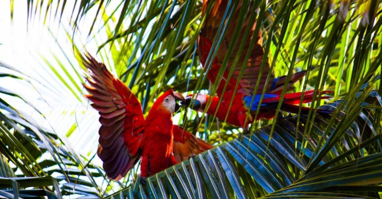 Scarlet Macaws