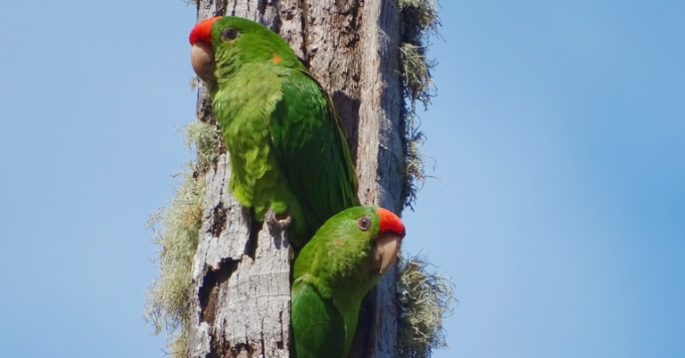 Scarlet-fronted Parakeets
