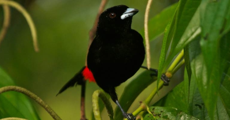 Scarlet-rumped Tanager