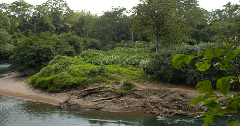 Scenery at La Selva Biological Station