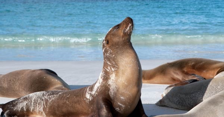 Galápagos sea lion