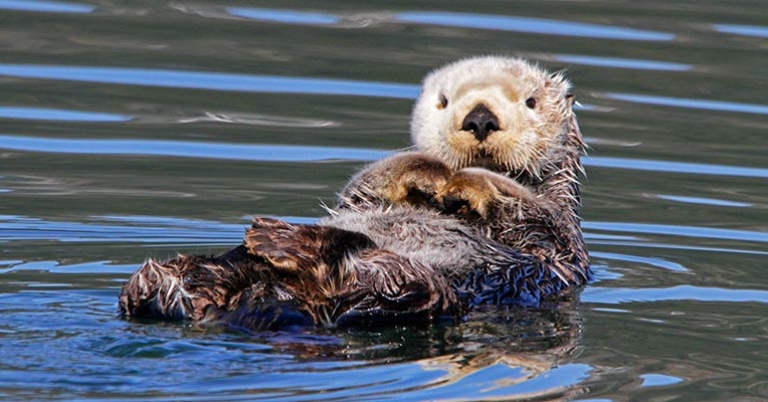 Sea otter