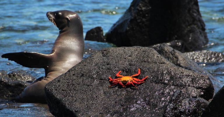 Sea lion and Sally Lightfoot crab
