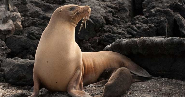 Sea lions, unlike seals, have visible ears