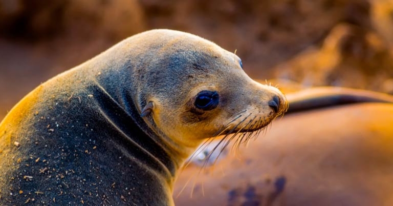 Sea Lion