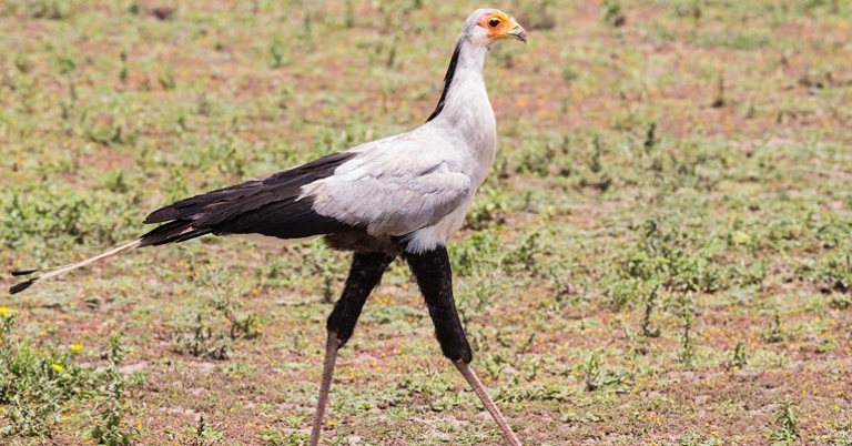Secretarybird (Sagittarius serpentarius)
