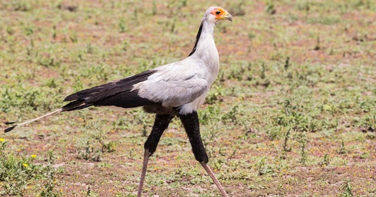 Secretarybird