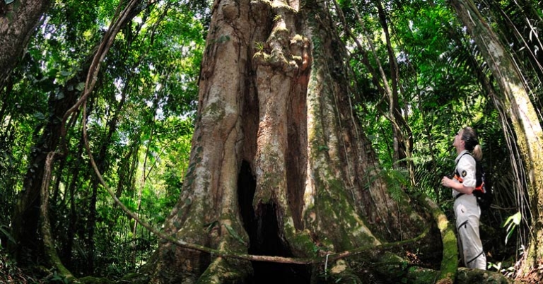 Selva Verde Reserve