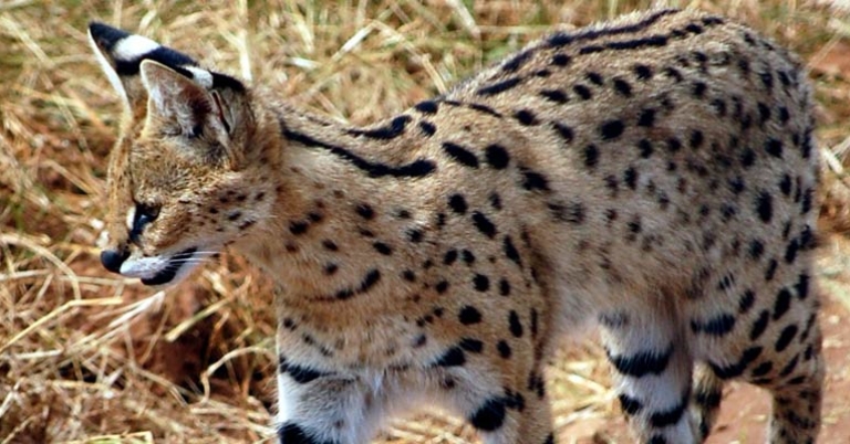 Serval